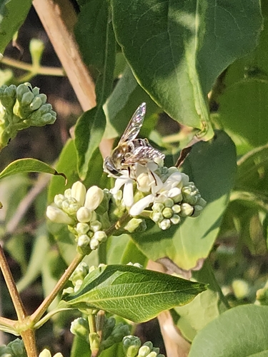 Yellow-shouldered Drone Fly