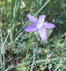 Triodanis perfoliata