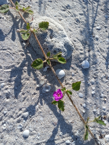 Okenia hypogaea, photograph 1