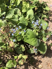 Brunnera