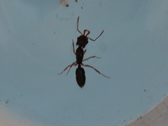 Anochetus