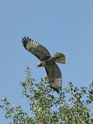 Red-tailed Hawk