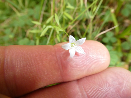 Palustricodon aparinoides, photograph 5