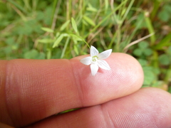 Palustricodon aparinoides, photograph author not stated, no rights reserved