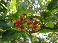 Psychotria capensis capensis