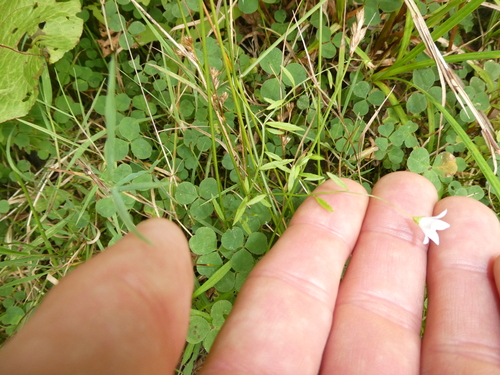 Palustricodon aparinoides, photograph 6