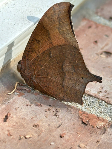 Goatweed Leafwing