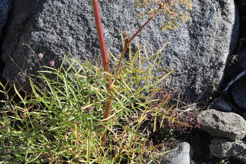 Angelica lineariloba, photograph 4