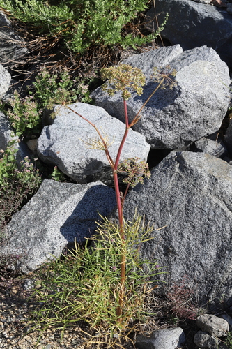 Angelica lineariloba, photograph 3