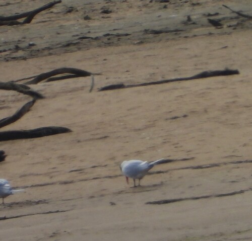 Caspian Tern