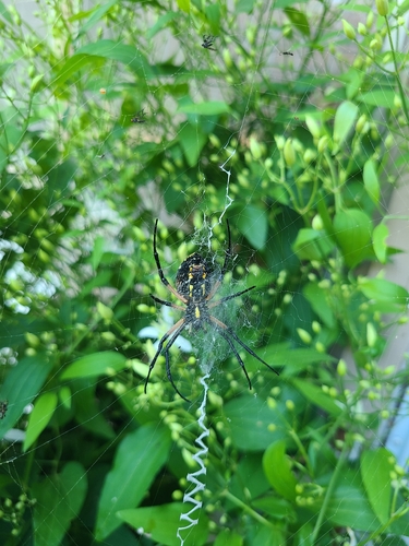 Yellow Garden Spider