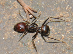 Camponotus nicobarensis