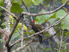 Picus chlorolophus