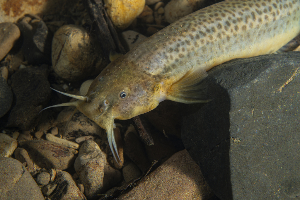 Trichomycterus