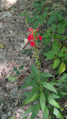 cardinal flower