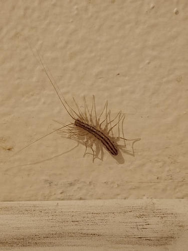 House Centipede