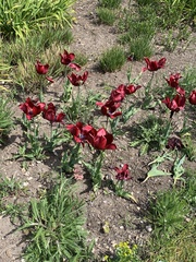Tulipa gesneriana