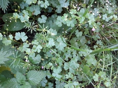 Geranium lucidum