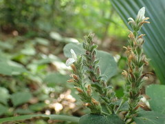 Isoglossa woodii