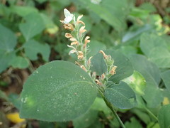 Isoglossa woodii