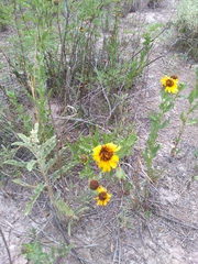 Helianthus laciniatus