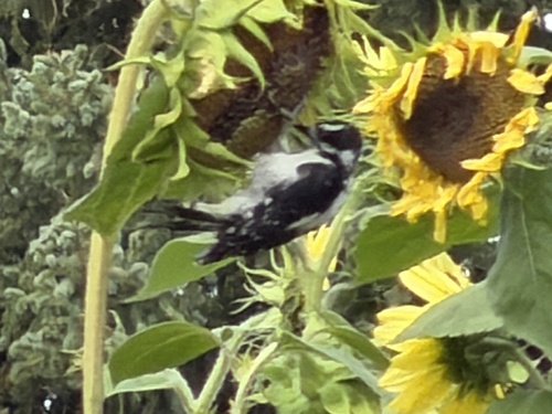 Downy Woodpecker