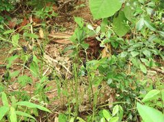 Epicauta mannerheimi