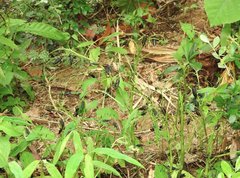 Epicauta mannerheimi