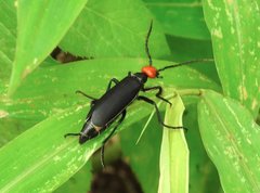 Epicauta mannerheimi