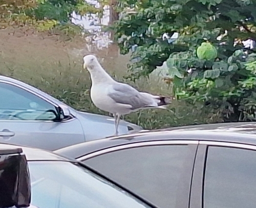 American Herring Gull