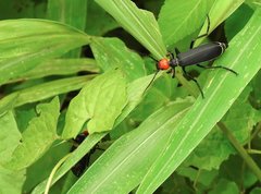 Epicauta mannerheimi