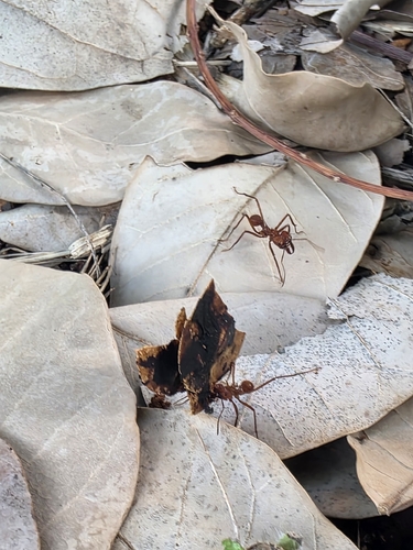 Hairy-headed leafcutter ant
