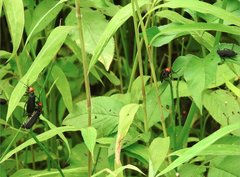 Epicauta mannerheimi