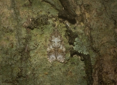 Polylopha epidesma