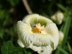 Momordica balsamina