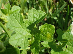 Momordica balsamina