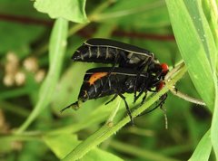 Epicauta mannerheimi