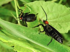 Epicauta mannerheimi