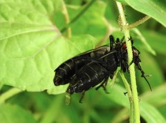 Epicauta mannerheimi