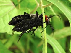 Epicauta mannerheimi