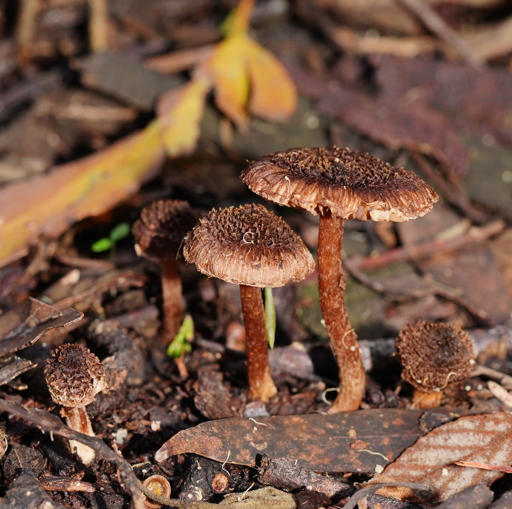 Inocybe fibrillosibrunnea