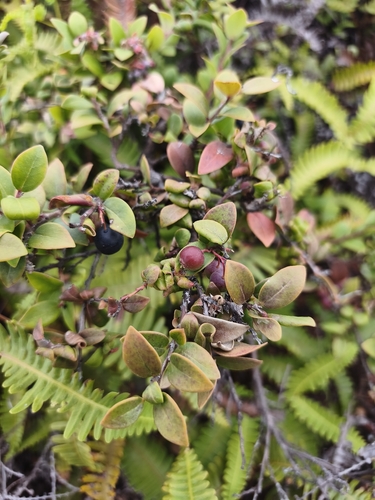 Vaccinium myrtoides, photograph 2