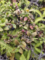 Vaccinium myrtoides, photograph Ben Costamagna, CC BY, iNaturalist via GBIF