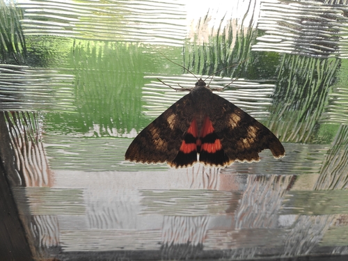 Red Underwing