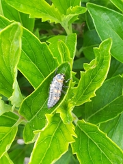 Coccinella septempunctata