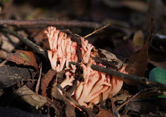 Ramaria botrytoides