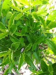 Coccinella septempunctata