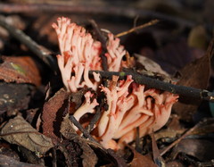 Ramaria botrytoides