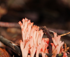 Ramaria botrytoides