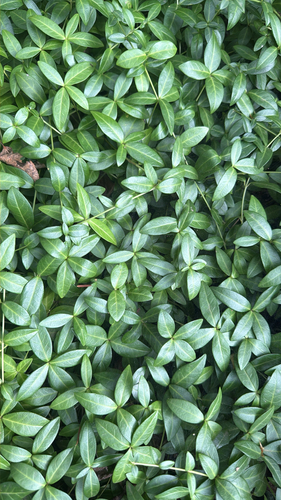 lesser periwinkle